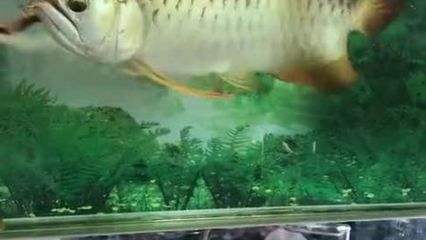 龍魚吃蜈蚣能增色嗎，：龍魚吃蜈蚣能增色嗎龍魚吃蜈蚣能增色嗎