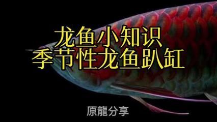 龍魚(yú)季節(jié)性趴缸是什么原因：龍魚(yú)季節(jié)性趴缸是指龍魚(yú)在特定季節(jié)出現(xiàn)的一種行為