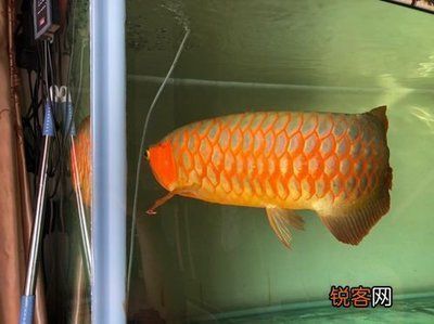 紅龍魚與金龍魚雜交出來的圖片【紅龍魚與金龍魚雜交案例紅龍魚與金龍魚雜交案例分析】