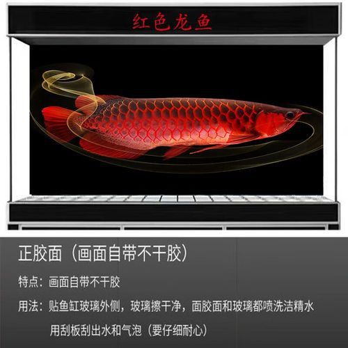 哪里可以找到高清龍魚壁紙？