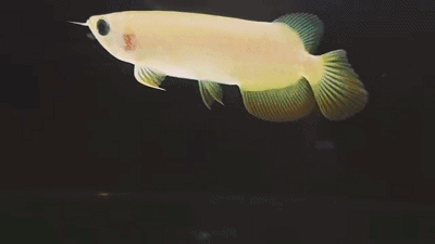 哪里可以找到高清龍魚壁紙？