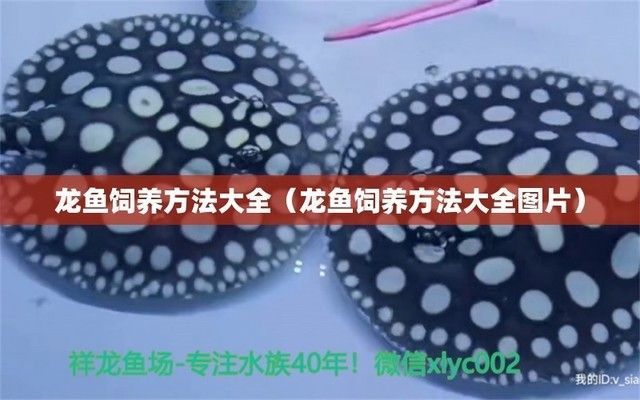 龍魚養殖條件和方法圖解：龍魚養殖龍魚的養殖條件和養殖條件需要注意的條件