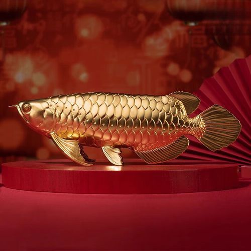 金龍魚吉祥物圖片