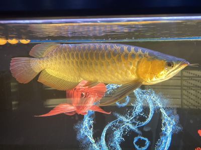 龍魚側翻：龍魚側翻可能是由多種因素引起的