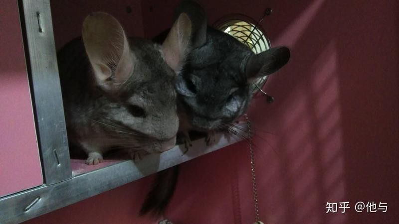 龍貓合籠失敗會有什么后果？