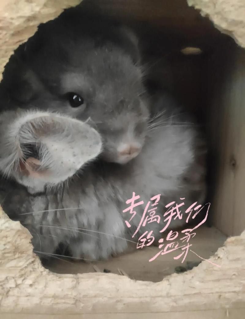 龍貓合籠失敗會有什么后果？