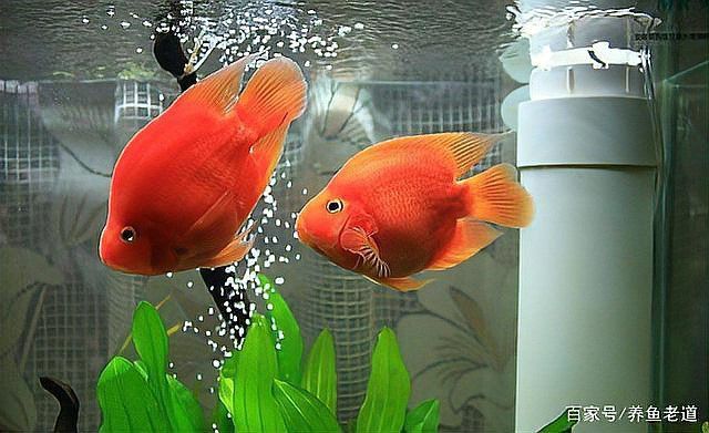金龍魚躲在一個(gè)角落里不愛游動(dòng),進(jìn)食不影響