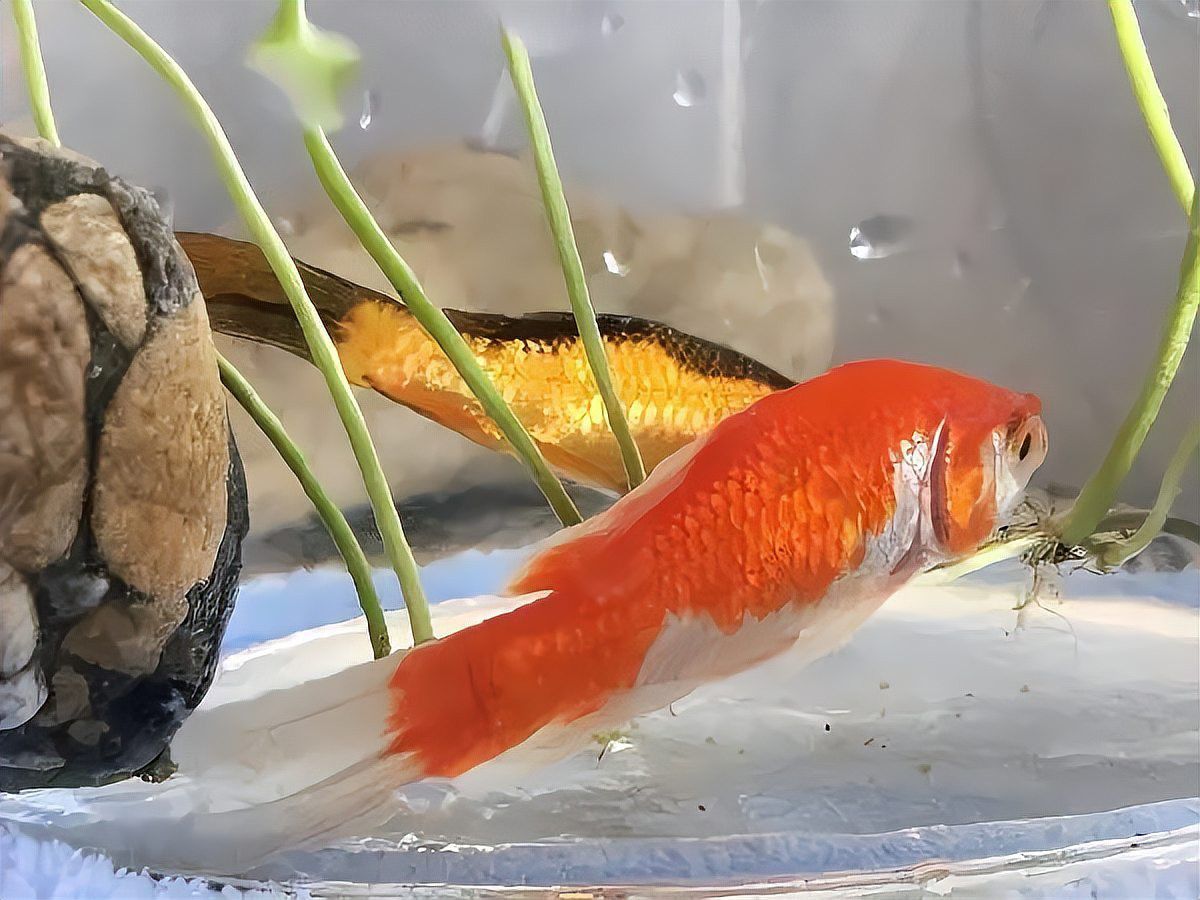 金龍魚躲在一個角落里不愛游動,進食不影響