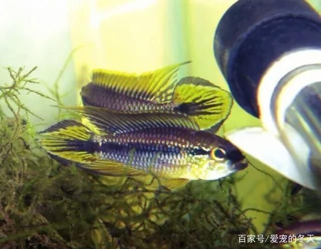 龍魚可以吃速凍蝦仁嗎:如何挑選高質(zhì)量蝦仁