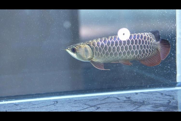 如何挑選健康的金龍魚幼魚？