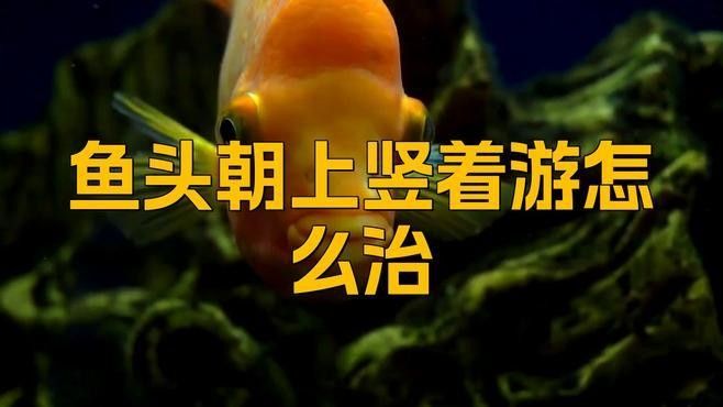 龍魚豎起來應該如何急救？ 龍魚豎起來應該如何急救？ 龍魚百科 第5張
