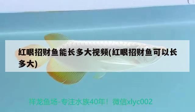 紅眼招財龍魚能長多大（紅眼招財龍魚的成長潛力）