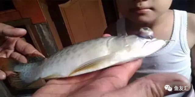 金龍魚凸眼能治好嗎(金龍魚凸眼怎么辦) 龍魚百科 第2張 金龍魚凸眼能治好嗎(金龍魚凸眼怎么辦) 金龍魚凸眼能治好嗎(金龍魚凸眼怎么辦) 龍魚百科 第2張