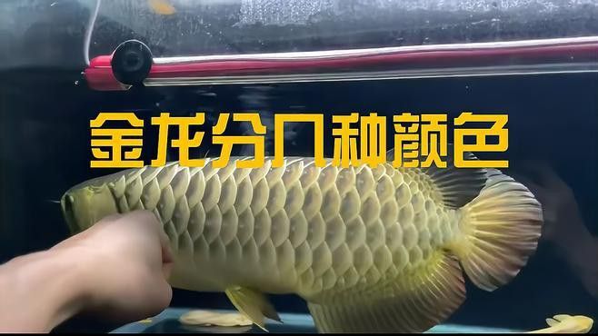 如何區(qū)分藍(lán)底過背金龍魚的品種？