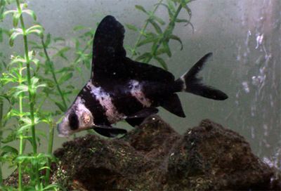 黑魚 魚缸 龍魚怎么養(yǎng)殖的：魚缸龍魚養(yǎng)殖的常見問題魚缸養(yǎng)殖攻略黑魚養(yǎng)殖攻略