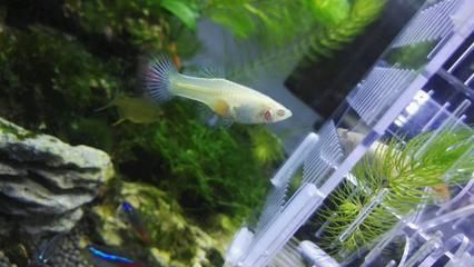 紅尾平克魚繁殖周期詳解：紅尾平克魚幼魚成長技巧，如何防止紅尾平克魚攻擊性