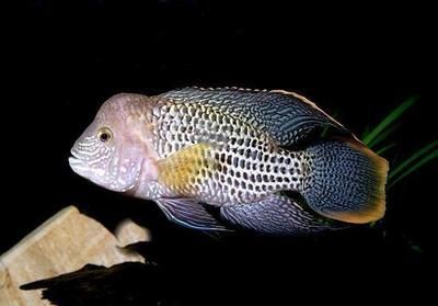 紅尾平克魚繁殖周期詳解：紅尾平克魚幼魚成長技巧，如何防止紅尾平克魚攻擊性