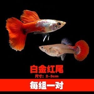 紅尾平克魚繁殖周期詳解：紅尾平克魚幼魚成長技巧，如何防止紅尾平克魚攻擊性