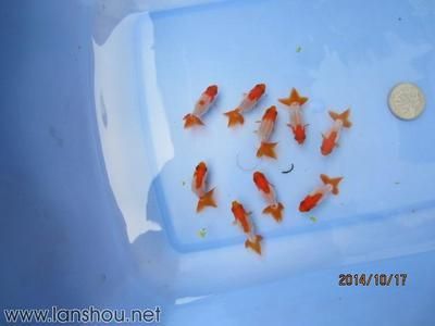 紅尾平克魚繁殖周期詳解：紅尾平克魚幼魚成長技巧，如何防止紅尾平克魚攻擊性