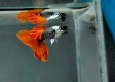 紅尾平克魚繁殖周期詳解：紅尾平克魚幼魚成長技巧，如何防止紅尾平克魚攻擊性