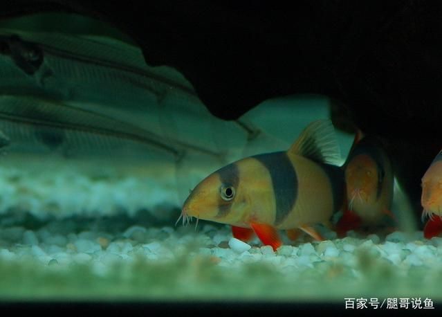 龍魚在魚缸里會長大嗎？（龍魚在魚缸里會長大嗎龍魚在魚缸里會長大嗎）