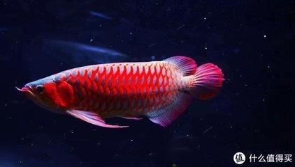 紅龍魚喂養方法和技巧（紅龍魚怎么養及喂養技巧紅龍魚的飼養方法和技巧）