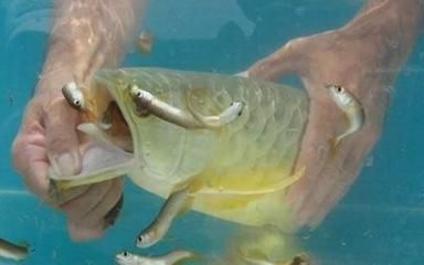 金龍魚淡水還是海水：金龍魚是海水魚還是淡水魚還是海水魚還是海水魚