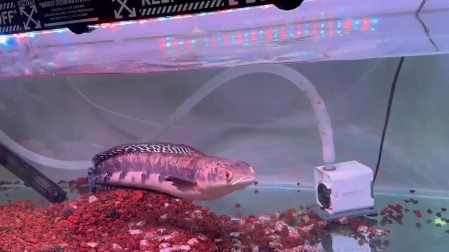 黑魔神雷龍魚能和龍魚混養嗎圖片