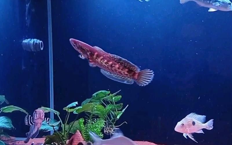 黑魔神雷龍魚能和龍魚混養嗎圖片