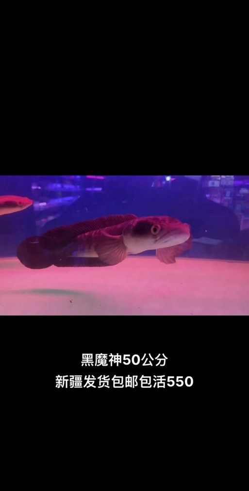 黑魔神雷龍魚能和龍魚混養嗎圖片
