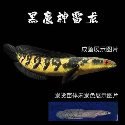 黑魔神雷龍魚能和龍魚混養嗎圖片