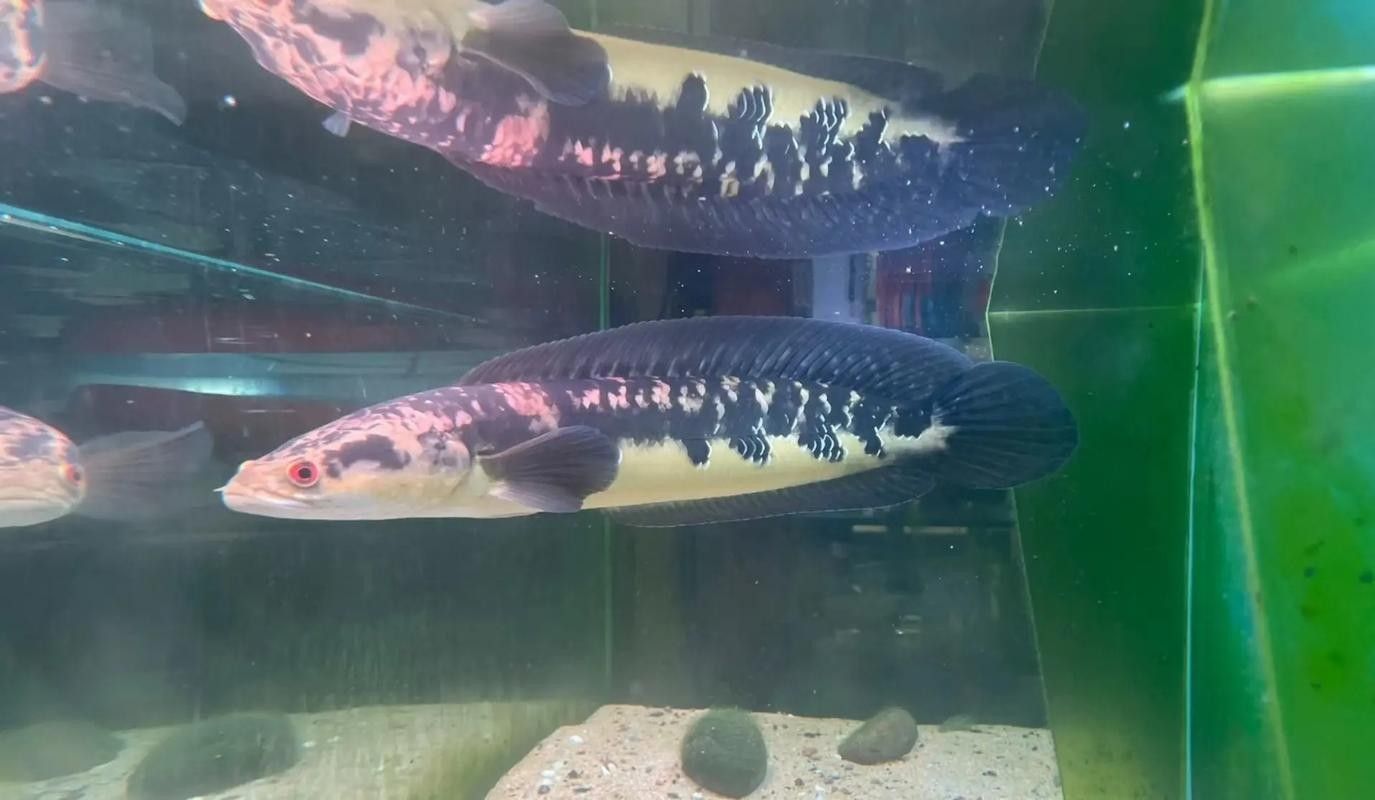 黑魔神雷龍魚能和龍魚混養嗎圖片