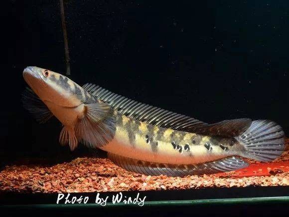 黑魔神雷龍魚能和龍魚混養嗎圖片