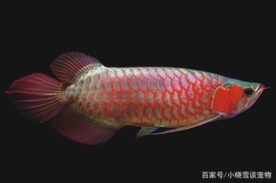 海水紅龍魚：海水紅龍魚與淡水紅龍魚的飼養技巧，海水紅龍魚與淡水區別