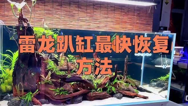 龍魚趴缸多久需要治療