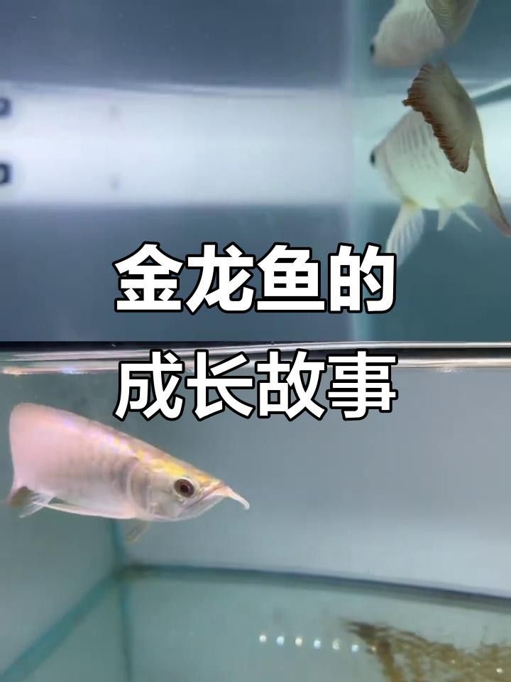 金龍魚24K有哪些特征？