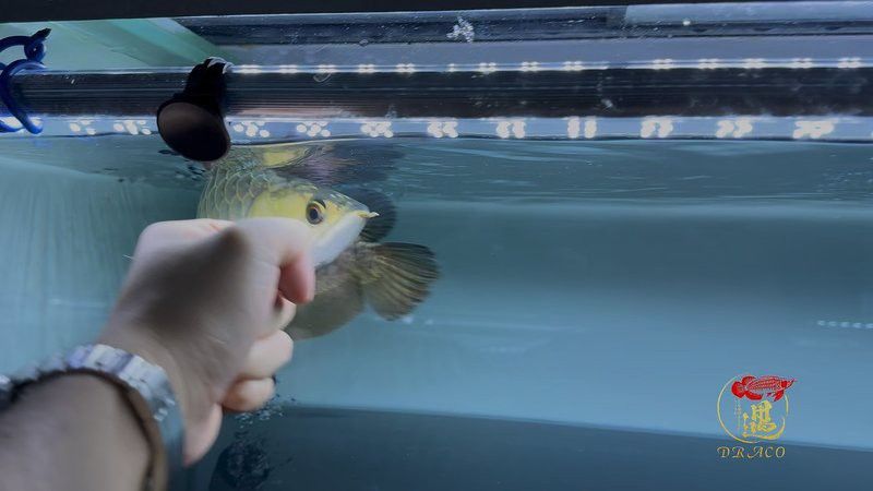 金龍魚24K有哪些特征？