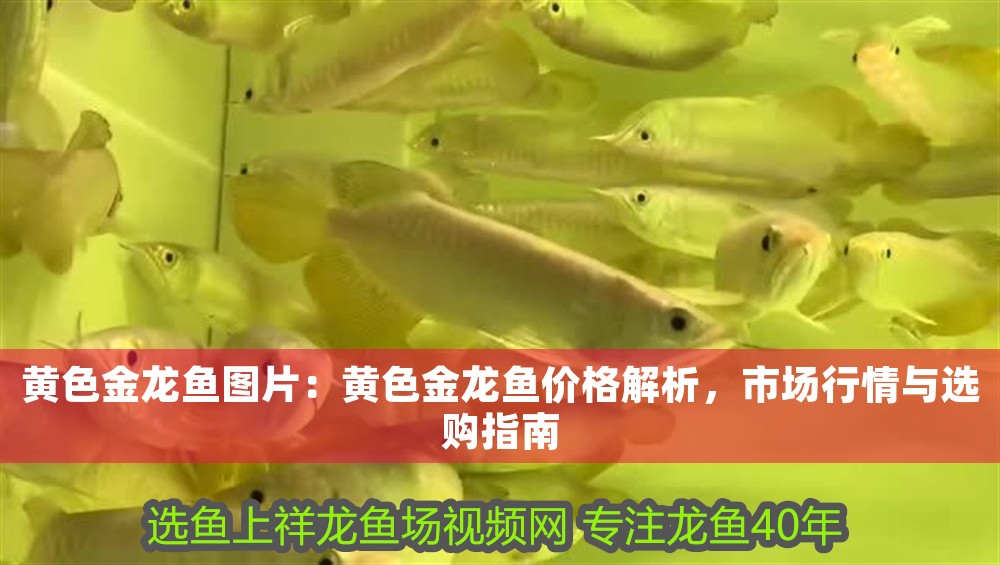 黃色金龍魚圖片：黃色金龍魚價(jià)格解析，市場(chǎng)行情與選購(gòu)指南