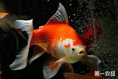 寵物觀賞魚常見的品種：寵物觀賞魚中常見的品種