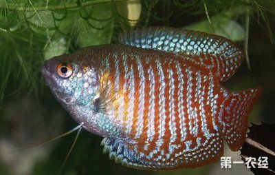 寵物觀賞魚常見的品種：寵物觀賞魚中常見的品種