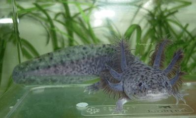 六角恐龍魚(yú)在水里游來(lái)游去怎么回事，六角恐龍魚(yú)在水里游去可能是由于水質(zhì)問(wèn)題、水溫不適、缺氧