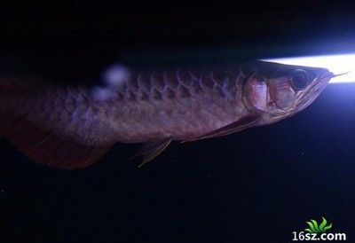 淘寶上龍魚能買嗎淘寶龍魚能買嗎，淘寶龍魚能買嗎：淘寶上能買到滿意的龍魚嗎？
