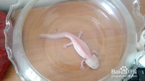 恐龍魚(yú)六角恐龍（六角恐龍魚(yú)是一種沒(méi)有毒性的兩棲動(dòng)物，它們的再生能力和內(nèi)分泌系統(tǒng)）