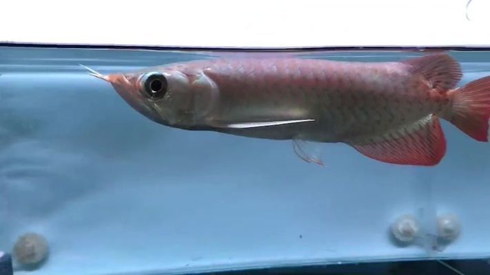 新龍魚趴缸15天：新龍魚趴缸15天怎么辦
