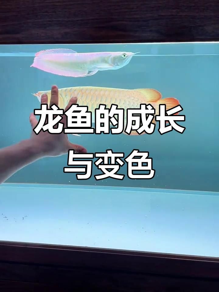 如何判斷超血紅龍魚是否發色