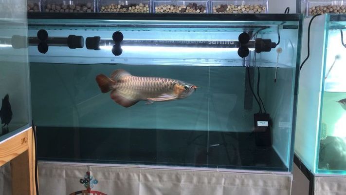 龍魚怎么訓練互動：龍魚互動訓練常見誤區,龍魚互動訓練成功案例分享
