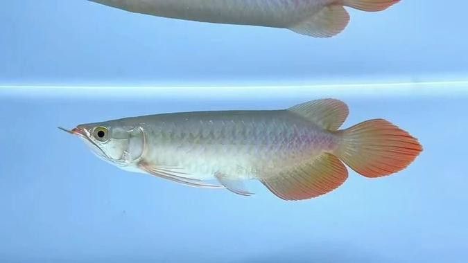 紅龍魚頭像圖片高清