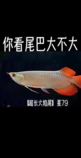 紅龍魚頭像圖片高清