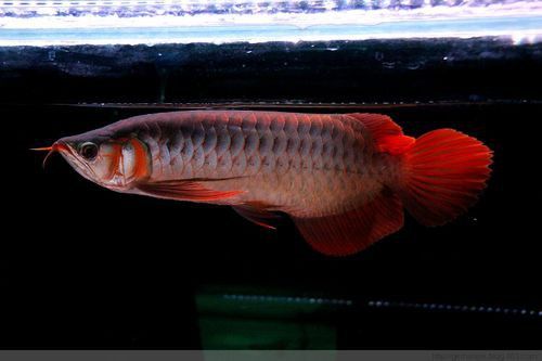 紅龍魚頭像圖片高清