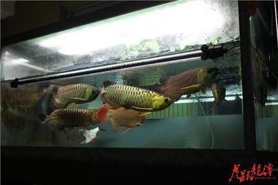 兩條龍魚會一直打架嗎？：兩條龍魚會一直打架嗎